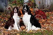 Pair of English Springer Spaniels, one black and white, one liver and white, amongst autumn leaves with pumpkins in cart, Illinois, USA