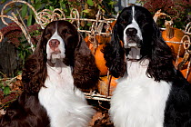 Pair of English Springer Spaniels, one black and white, one liver and white, amongst pumpkins in cart, Illinois, USA