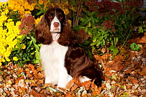 English Springer Spaniel, liver and white show type, amongst autumn leaves and Chrysanthemum flowers, Illinois, USA
