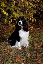 English Springer Spaniel, black and white show type, by bush with red berries, Illinois, USA