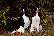 Pair of English Springer Spaniels in autumn, black and white and liver and white show types, Illinois, USA