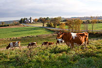 Guernsey Cows in pasture near rural road and farm buildings, October, Sharon Springs, New York, USA