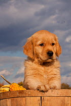 Portrait of Golden Retriever puppy with paw on rim of basket full of gourds, Connecticut, USA