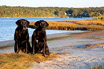 Pair of female black Labrador Retrievers at dawn in salt marsh, Charlestown, Rhode Island, USA, October