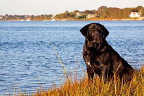 female black Labrador Retriever at dawn on salt marsh, Charlestown, Rhode Island, USA, October