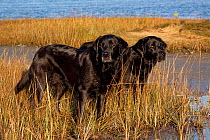 Two female black Labrador Retrievers at dawn on salt marsh, Charlestown, Rhode Island, USA, October