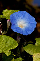 Morning Glory (Ipomoea sp) in flower, Connecticut, USA
