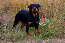 Rottweiler standing amongst coastal dune plants, Waterford, Connecticut, USA