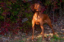 Hungarian Vizsla standing in shade by autumn foliage, Connecticut, USA