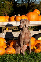 Weimaraner with pumpkins, Connecticut, USA