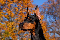 Black female Doberman Pinscher with ears erect, in front of yellow maple tree, Illinois, USA