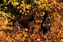 Two Doberman Pinschers with ears erect, in autumn vegetation, Illinois, USA