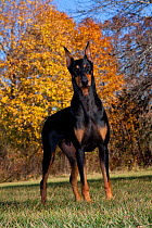 Black male Doberman Pinscher standing in front of yellow maple tree, Illinois, USA