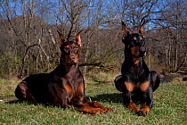 Doberman Pinscher, black male and red female, lying by brook, Illinois, USA