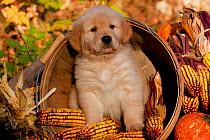 Golden Retriever puppy in basket with corn cobs, Illinois, USA