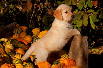Golden Retriever puppy, 6 weeks, amongst gourds, Illinois, USA