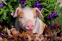Domestic pig, Tan and white piglet amongst oak leaves and purple petunia flowers, Illinois, USA