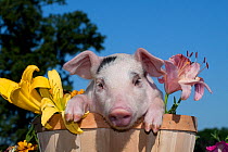 Domestic pig, Spotted white piglet in peach basket with lilies, Illinois, USA