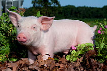 Domestic pig, White piglet amongst oak leaves and petunia flowers, Illinois, USA