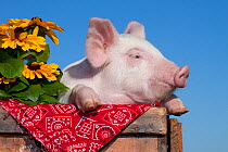 Domestic pig, White piglet in wooden case with black-eyed susan flowers and red kerchief, Illinois, USA
