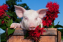 Domestic pig, White piglet in wooden case with bee balm flowers, Illinois, USA