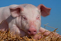Domestic pig, White piglet lying on straw, USA