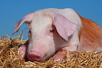 Domestic pig, tan and white piglet lying on straw, Illinois, USA