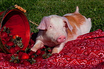 Domestic pig, Tan and white piglet beside basket of strawberries, Illinois, USA