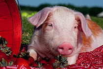 Domestic pig, Tan and white piglet beside basket of strawberries, Illinois, USA Not available for ringtone/wallpaper use.