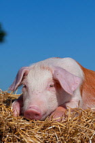 Domestic pig, tan and white piglet lying on straw, Illinois, USA