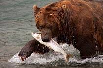 Male Grizzly Bear (Ursus arctos horribilis) splashing towards shore with a Chum Salmon caught in McNeil River, Alaska, USA, July