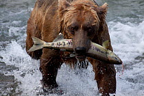 Grizzly Bear (Ursus arctos horribilis) splashing towards shore with a Chum Salmon caught in McNeil River, Alaska, USA, July (Note orange salmon eggs on bear, on its right eye, and dripping into water)