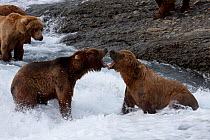 Grizzly bears (Ursus arctos horribilis) threaten each other with open mouths as they compete over who will occupy a favored fishing site, McNeil River, Alaska, USA, July
