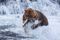 Grizzly Bear (Ursus arctos) catching salmon in McNeil River, Alaska, USA, July