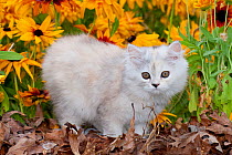 Persian Kitten (Baby Doll type) amongst leaves and Black eyed susan flowers, Illinois, USA