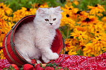 Persian Kitten (Baby Doll type) in basket amongst strawberries and Black eyed susan flowers, Illinois, USA