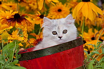 Persian Kitten (Baby Doll type) in basket with Black eyed susan flowers, Illinois, USA