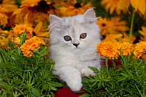 Persian Kitten (Baby Doll type) Illinois, USA