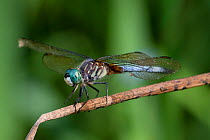 Blue Dasher dragonfly (Pachydiplax longipennis) male perched on dry reed in wetland, Illinois, USA