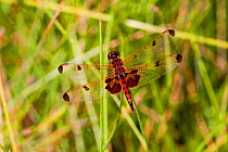 Calico Pennant Dragonfly (Celithemis elisa) perched on a reed spike in prairie fen, male, Illinois, USA