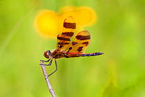 Calico Pennant Dragonfly (Celithemis elisa) perched on a dried weed stem in prairie fen, male, Illinois, USA