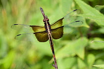Widow Skimmer dragonfly (Libellula luctuosa) on stem in fen, Illinois, USA