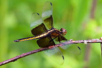 Widow Skimmer dragonfly (Libellula luctuosa) on twig in moist meadow, female, Illinois, USA