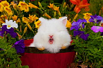 Domestic Lions-Head rabbit, juvenile, yawning, in red basket, Illinois, USA
