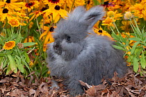 Domestic Lions-Head rabbit, juvenile, on oak leaves, among Black-eyed susan flowers, Illinois, USA