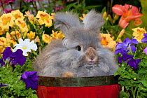 Domestic rabbit, English Angora rabbit in red basket with flowers, Illinois, USA
