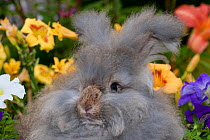 Domestic rabbit, of English Angora rabbit with flowers, Illinois, USA