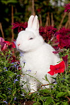 Domestic rabbit, white rabbit amongst Petunia flowers, USA