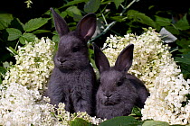 Domestic rabbit, two baby blue New Zealand (breed) rabbits huddled amongst white flossom, Illinois, USA