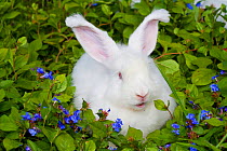 Domestic rabbit, German Angora Rabbit in first coat, Illinois, USA